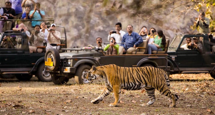 Wildlife Adventures